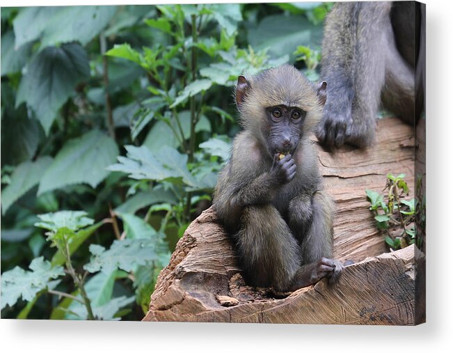 Baboon Acrylic Print featuring the photograph Baboon youth chewing food by Karen Foley