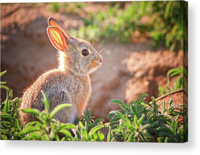 Bunny Acrylic Print featuring the photograph Baby Bunny III by John De Bord