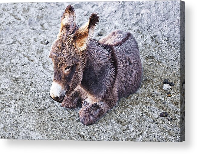 Baby Burro Acrylic Print featuring the photograph Baby burro by Tatiana Travelways