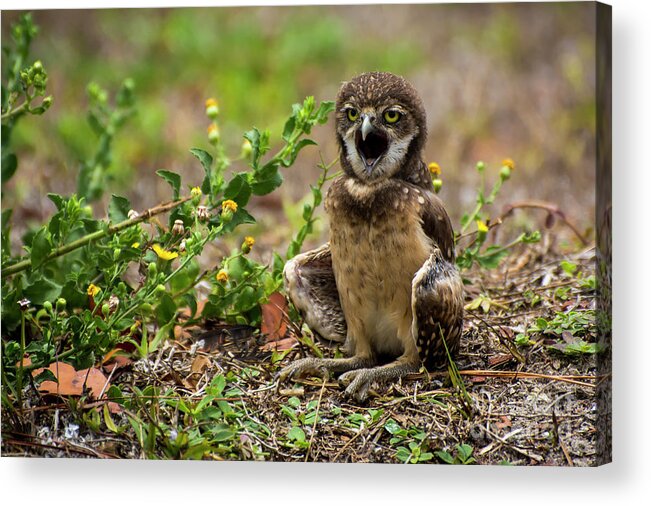  Acrylic Print featuring the photograph Baby burrowing owl by Quinn Sedam