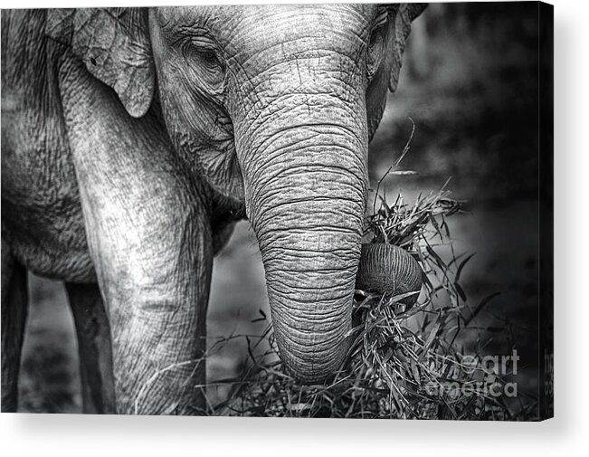 Baby Elephant Acrylic Print featuring the photograph Baby Elephant 1 by Charuhas Images