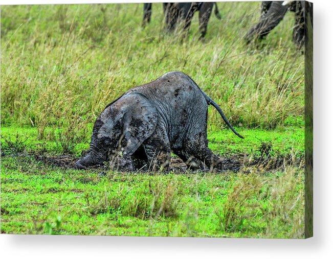 Africa Acrylic Print featuring the photograph Baby Elephant Playing in the Mud by Marilyn Burton