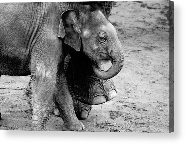 Baby Elephant Security Acrylic Print featuring the photograph Baby Elephant Security by Wes and Dotty Weber