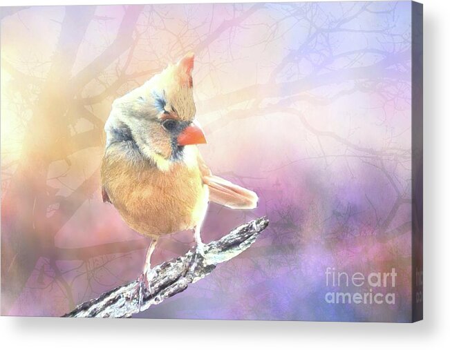 Female Acrylic Print featuring the photograph Baby Female Cardinal in Springtime by Janette Boyd