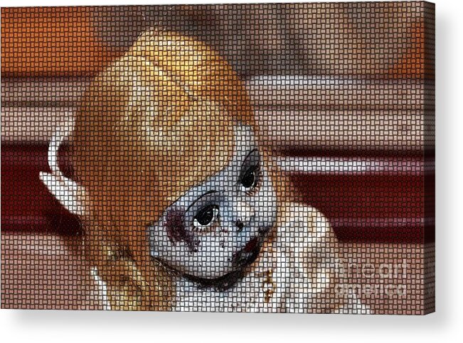 Baby Acrylic Print featuring the photograph Baby Girl Two by Beverly Shelby