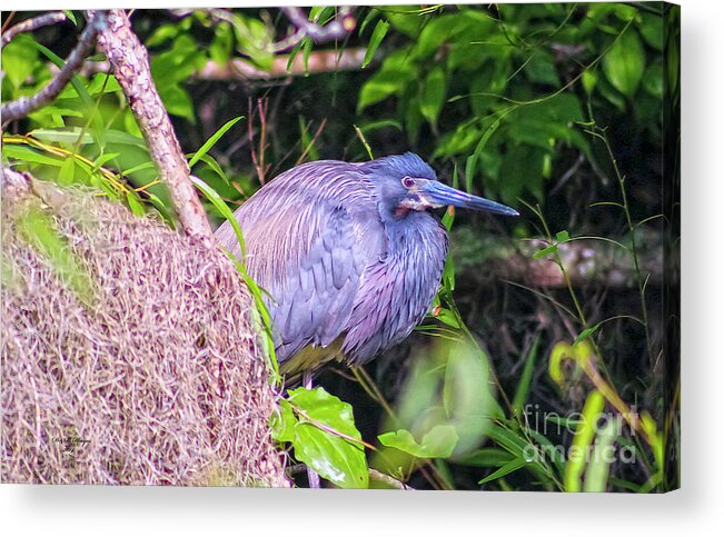 Nature Acrylic Print featuring the photograph Baby Great Blue Heron - Ardea Herodias by DB Hayes