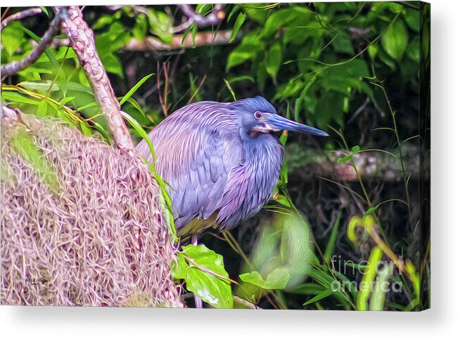Nature Acrylic Print featuring the digital art Baby Great Blue Heron - TWO by DB Hayes
