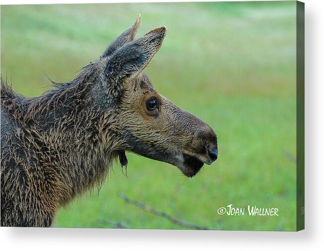 Alaska Acrylic Print featuring the photograph Baby Moose with Dew by Joan Wallner