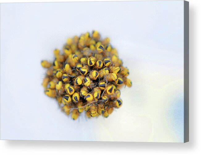 Spider Acrylic Print featuring the photograph Baby Spiders by Lawrence Christopher