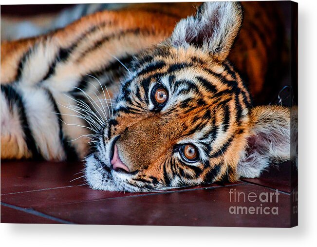 Animal Acrylic Print featuring the photograph Baby Tiger by Ray Shiu