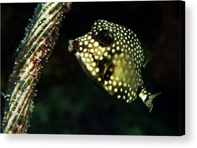 Bonaire Acrylic Print featuring the photograph Baby Trunk Fish by Jean Noren