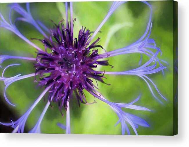 Bachelor Button Acrylic Print featuring the photograph Bachelor Button by Cindi Ressler
