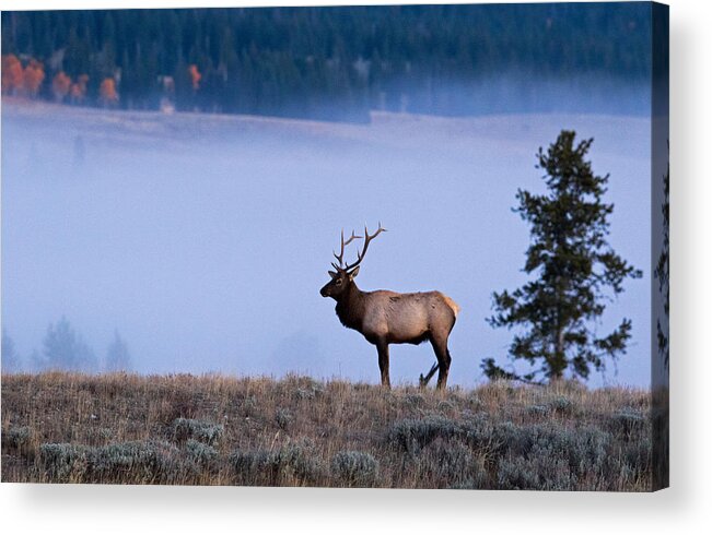 Elk Acrylic Print featuring the photograph Bachelor Days by Shari Sommerfeld
