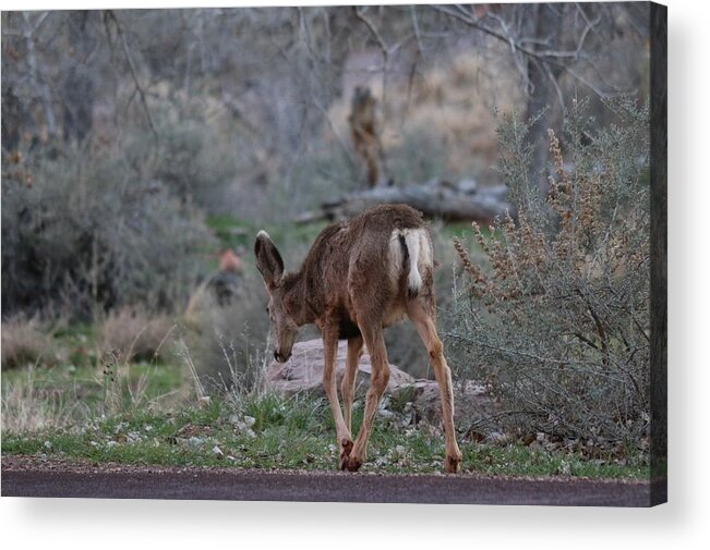 Deer Acrylic Print featuring the photograph Back into the Woods - 2 by Christy Pooschke