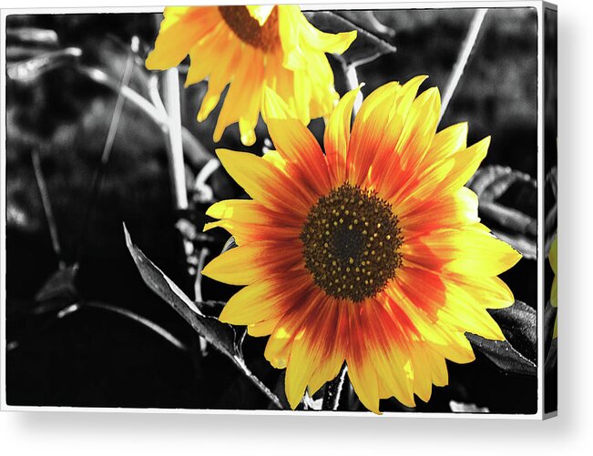 Sunflower Acrylic Print featuring the photograph Back-lit Brilliance by April Burton