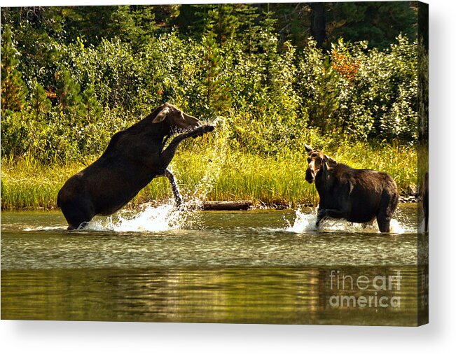 Moose Acrylic Print featuring the photograph Back Off Lady by Adam Jewell