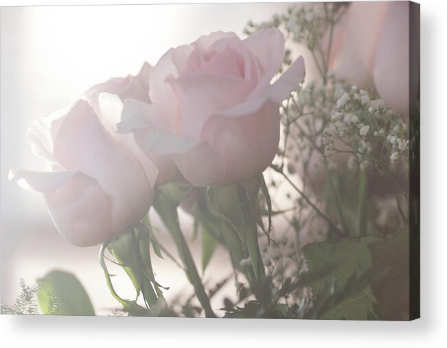 Birthday Acrylic Print featuring the photograph Backlit Pink Roses by Joni Eskridge
