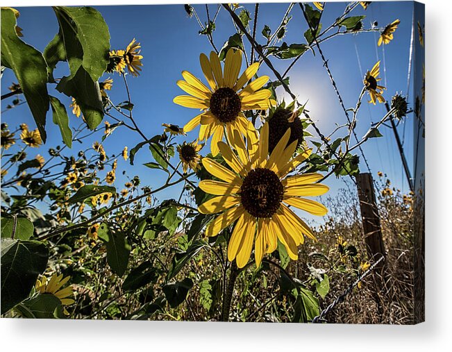 Sunflower Acrylic Print featuring the photograph Backlit sunflower 3 by Dave Dilli