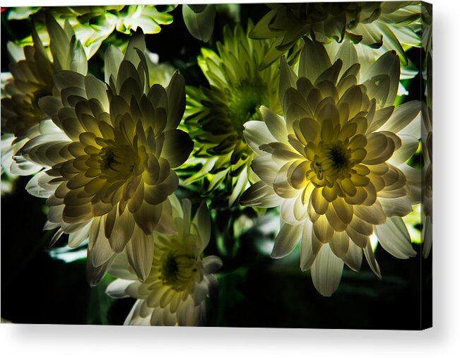 Bloom Acrylic Print featuring the photograph Backlit White Dahlia by Dennis Dame