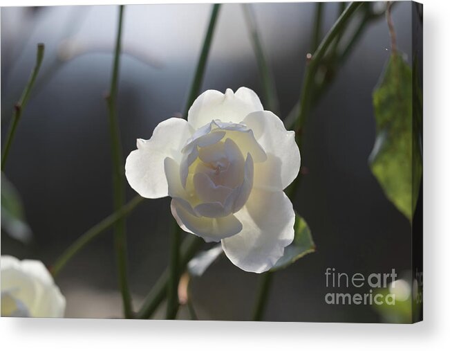 White Acrylic Print featuring the photograph Backlit White Rose by Eva Lechner