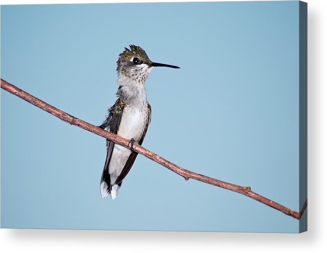 Ruby-throated Hummingbird; Archilochus Colubris; Ruby-throated Hummingbirds; Hummingbird; Male; Bird; Avian; Ornithology; Photograph Acrylic Print featuring the photograph Bad Feather Day by Betty LaRue