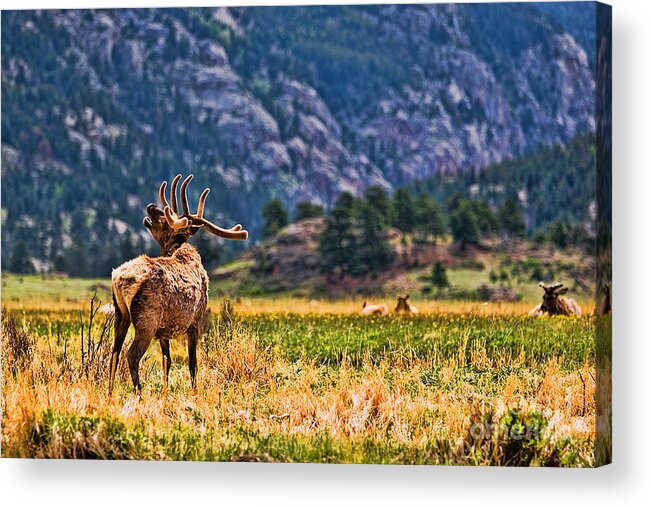 Badlands Acrylic Print featuring the photograph Badlands Elk by Tommy Anderson