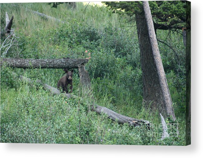 Animal Acrylic Print featuring the photograph Balance Beam by Mary Mikawoz