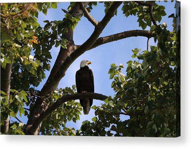 Bald Eagle Acrylic Print featuring the photograph Bald Eagle - 1 by Christy Pooschke