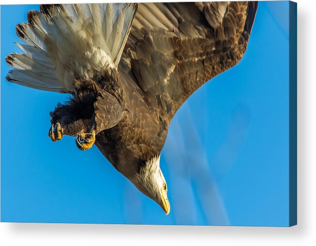California Acrylic Print featuring the photograph Bald Eagle Dive by Marc Crumpler