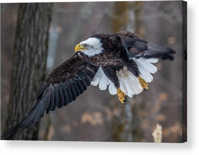 Bald Eagle Acrylic Print featuring the photograph Bald Eagle Flying Thru the Forest by Paul Freidlund