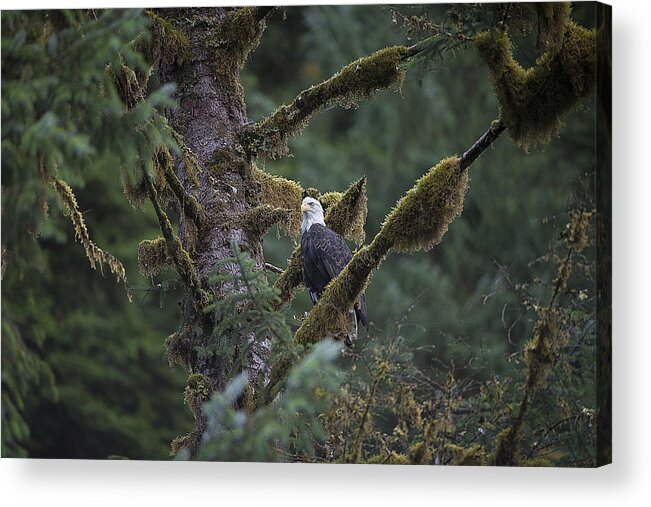Eagle Acrylic Print featuring the photograph Bald Eagle in Tree of Moss by Bill Cubitt