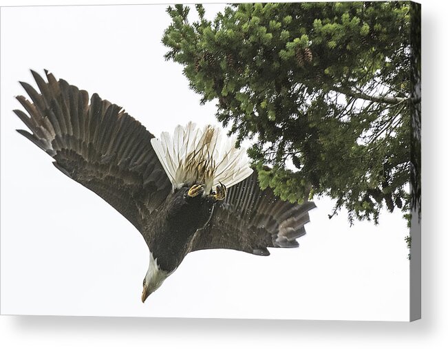 Bald Eagle Acrylic Print featuring the photograph Bald Eagle Takes Flight by Matt McDonald