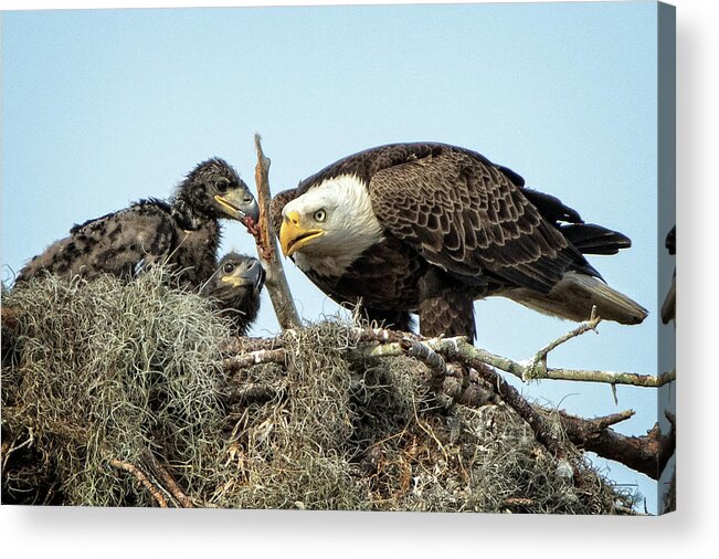 Bald Eagles Acrylic Print featuring the photograph Bald Eagles nest by Steven Upton
