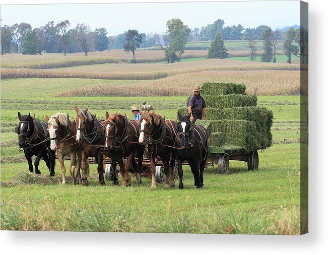 Amish Acrylic Print featuring the photograph Baling the Hay by Lou Ford