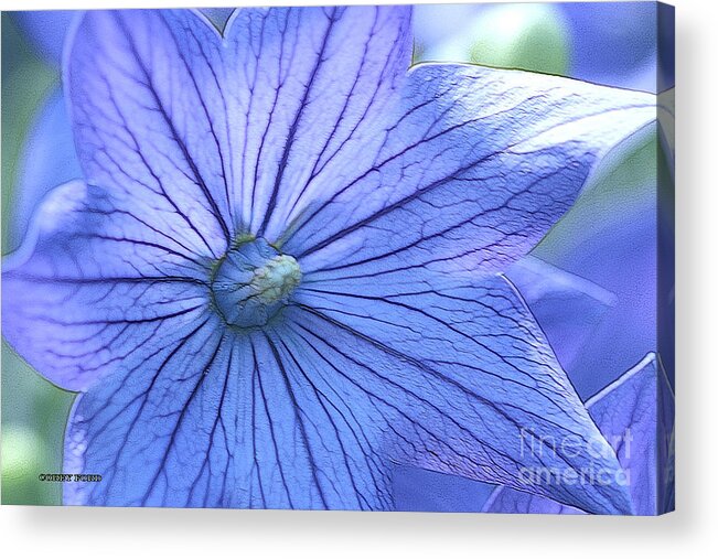 Balloon Flower Acrylic Print featuring the painting Balloon Flower Enhanced by Corey Ford