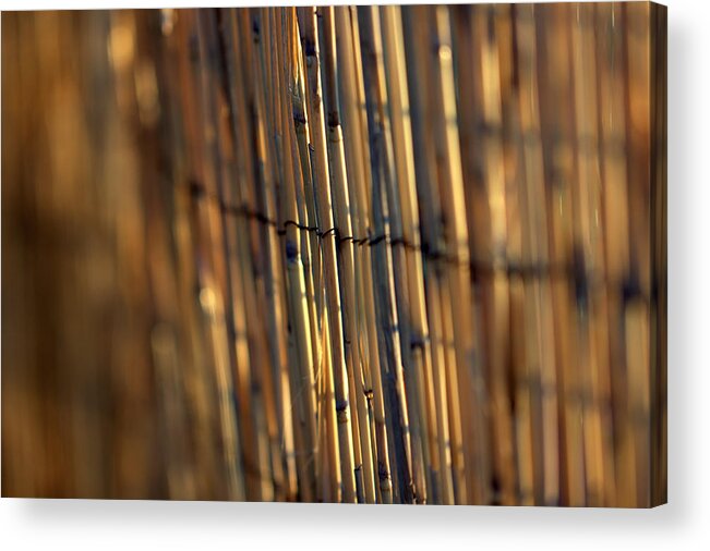 Skompski Acrylic Print featuring the photograph Bamboo Fence Selective Focus by Joseph Skompski