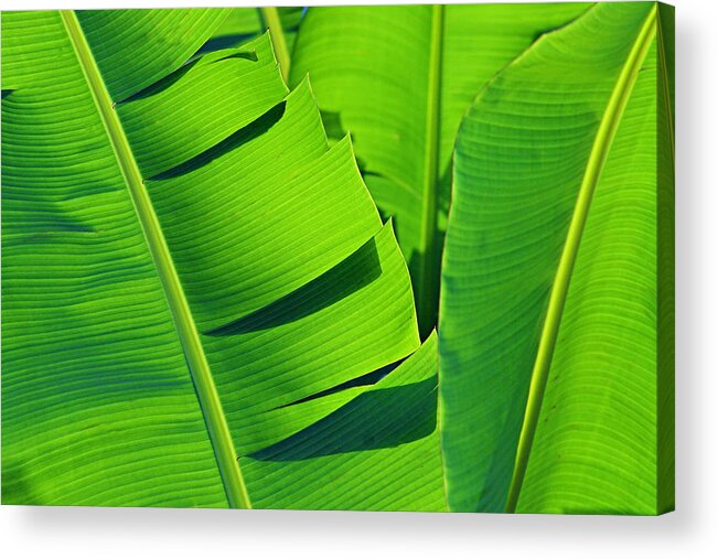 Banana Acrylic Print featuring the photograph Banana Leaves-St Lucia by Chester Williams