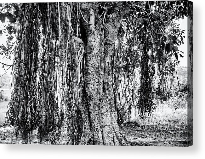 Indian Banyan Tree Acrylic Print featuring the photograph Banyan Tree by Tim Gainey