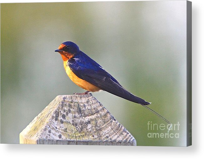 Related Tags: Birds Artwork Acrylic Print featuring the photograph Barn Swallow by Robert Pearson