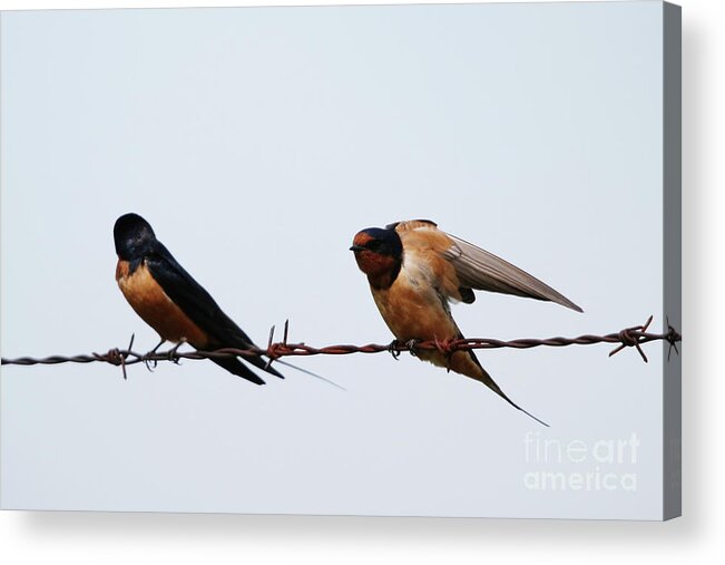 Barn Swallows Acrylic Print featuring the photograph Barn Swallows by Alyce Taylor