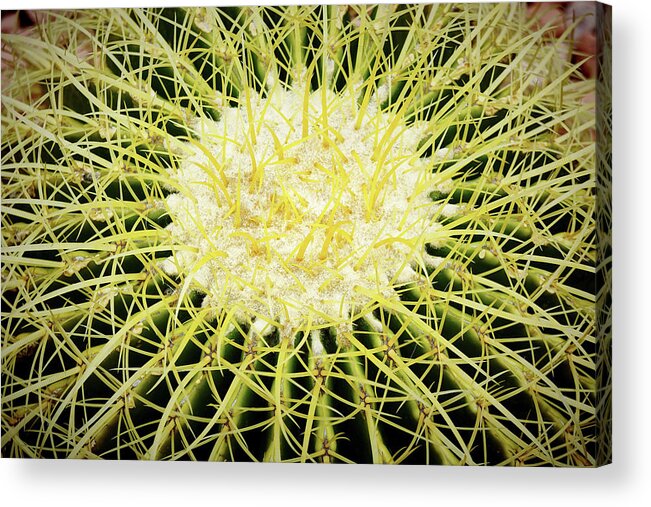 Cactus Acrylic Print featuring the photograph Barrel Cactus Closeup by Kenneth Roberts