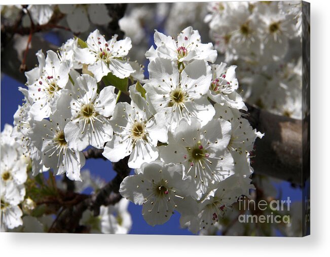 Flowering Pear Acrylic Print featuring the photograph Bradford Pear Blossoms by Richard Lynch
