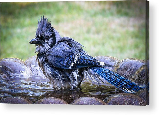 Blue Jay Acrylic Print featuring the photograph Bath Night by Phil And Karen Rispin