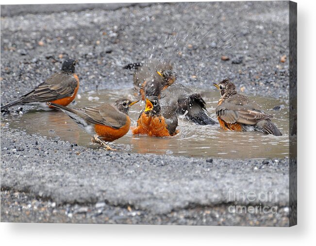 Bird Acrylic Print featuring the photograph Bath Time by Todd Hostetter