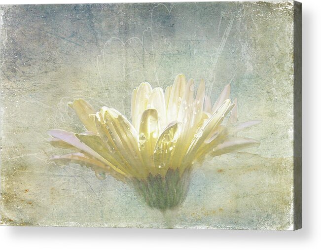 Spring Acrylic Print featuring the digital art Bathed in Spring by Terry Davis