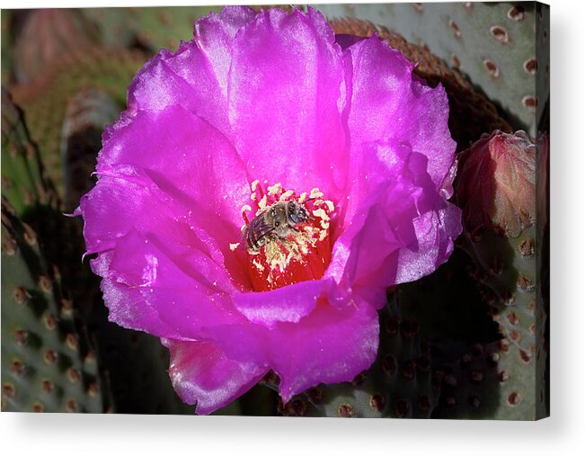 Flower Acrylic Print featuring the photograph Bathing In Pollen by Phyllis Denton