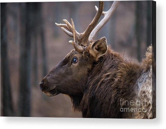 Elk Acrylic Print featuring the photograph Battle Scar by Andrea Silies