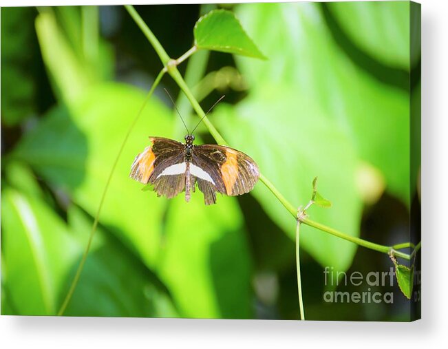 Cleveland Ohio Butterfly Acrylic Print featuring the photograph Battle-worn Survivor by Merle Grenz
