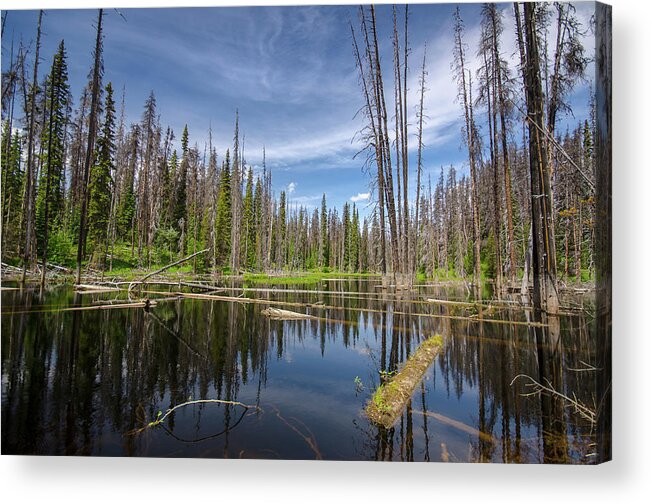 British Columbia Acrylic Print featuring the photograph BC Forest Lake by Ryan Heffron