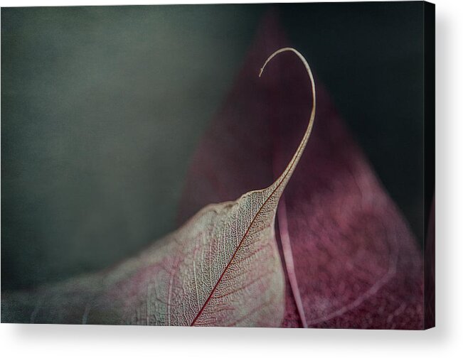 Leaves Acrylic Print featuring the photograph Be My Lover by Maggie Terlecki